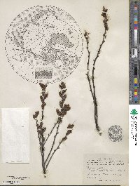 Myrica gale subsp. tomentosa image