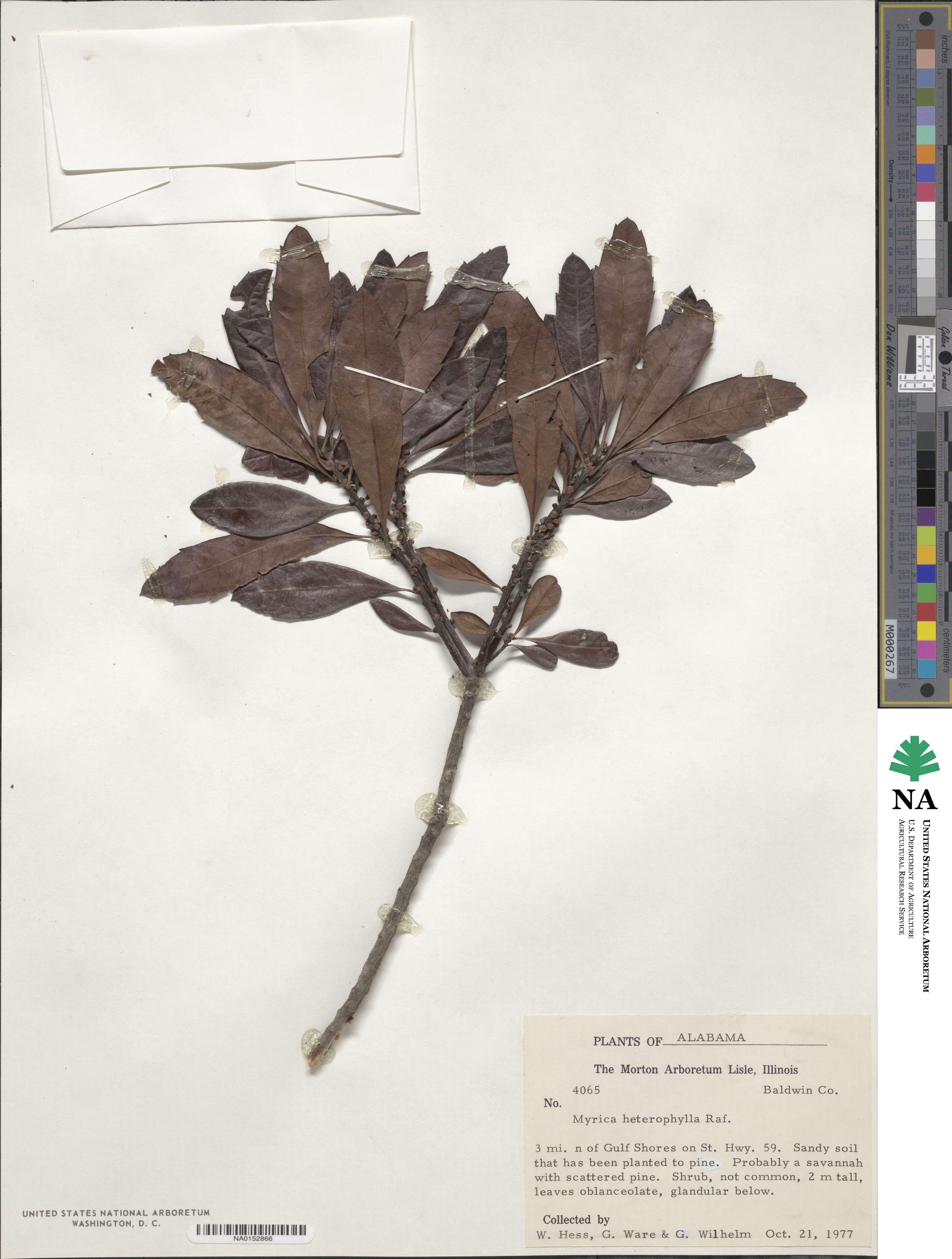 Morella caroliniensis image