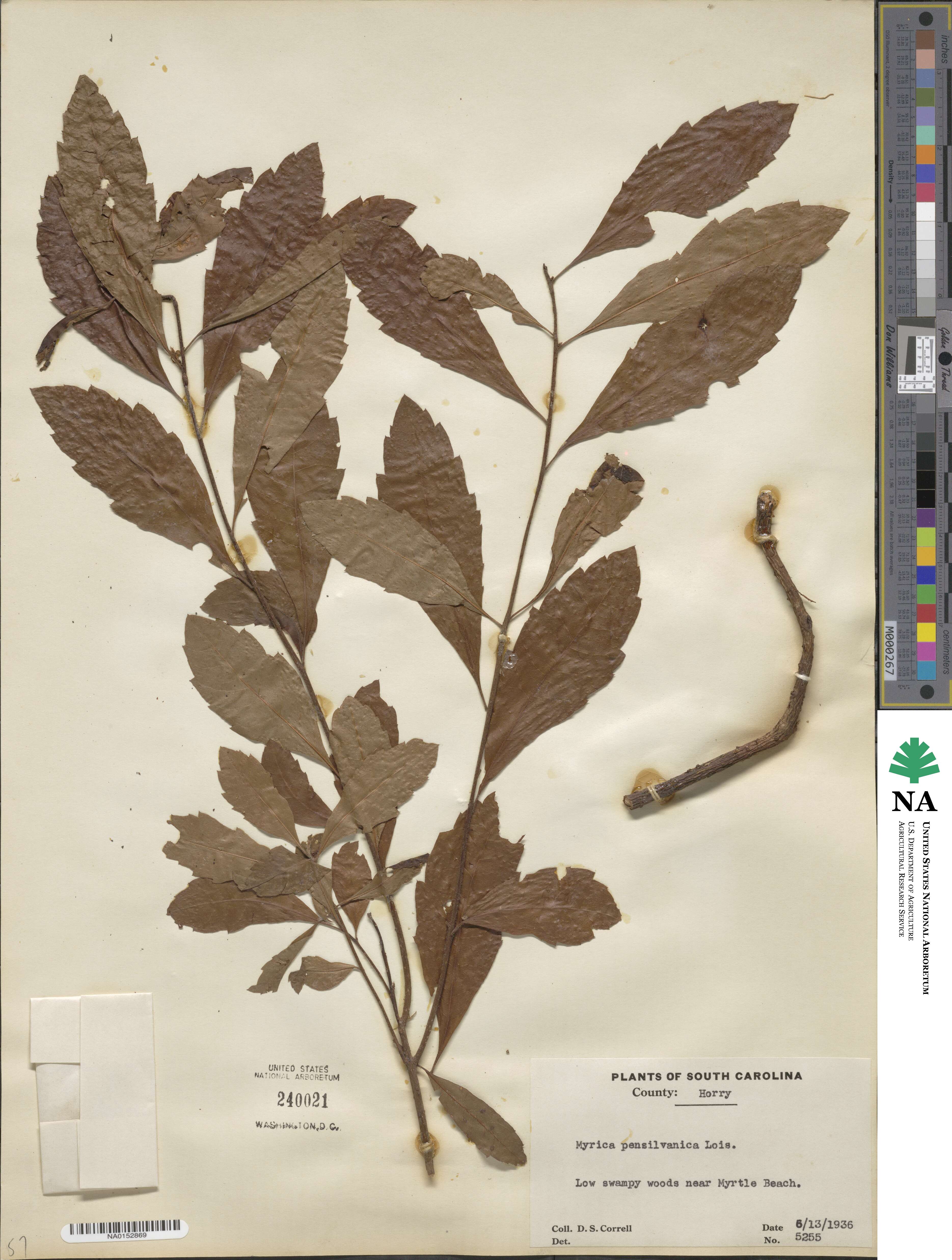 Morella caroliniensis image