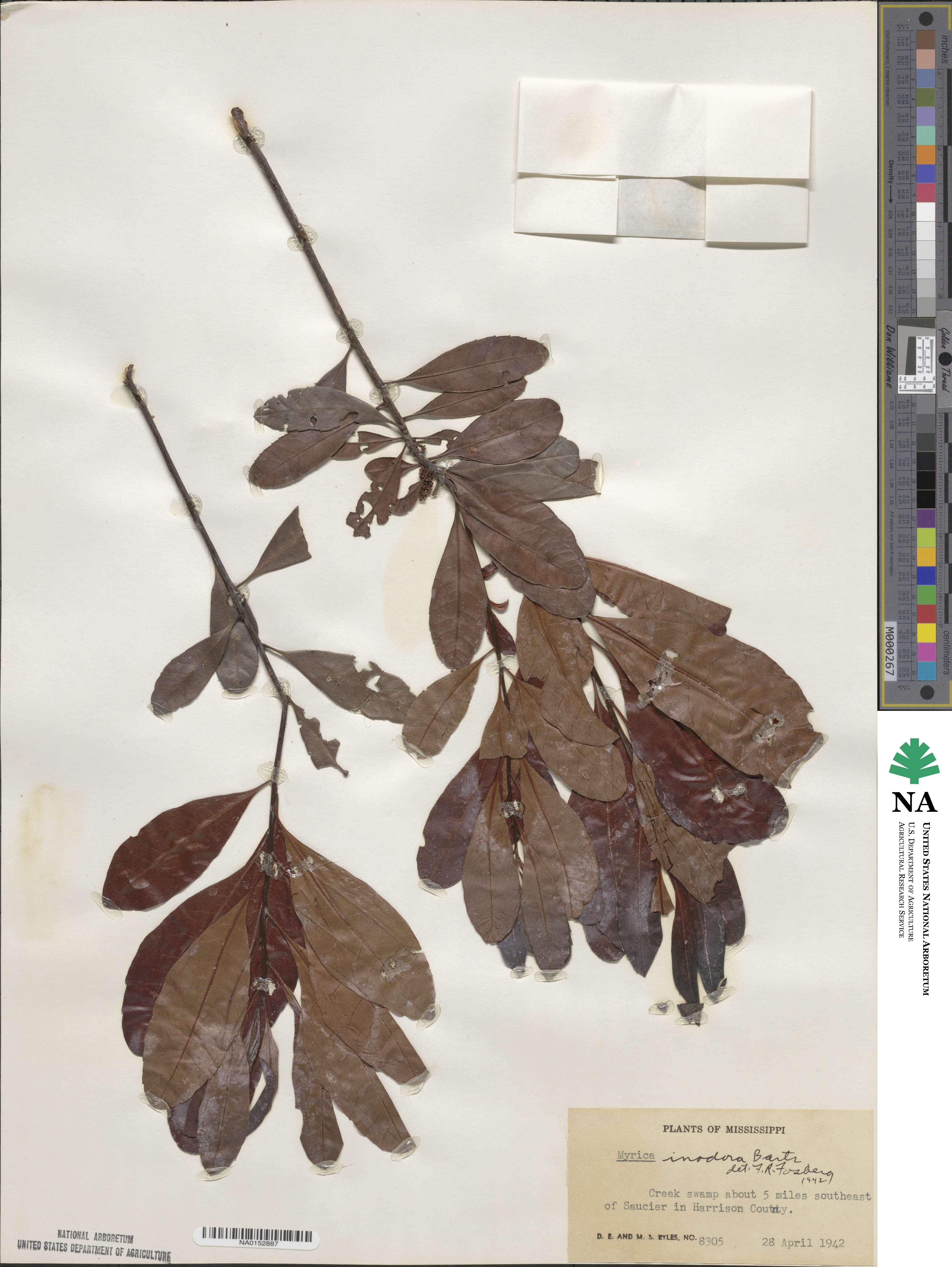 Morella inodora image