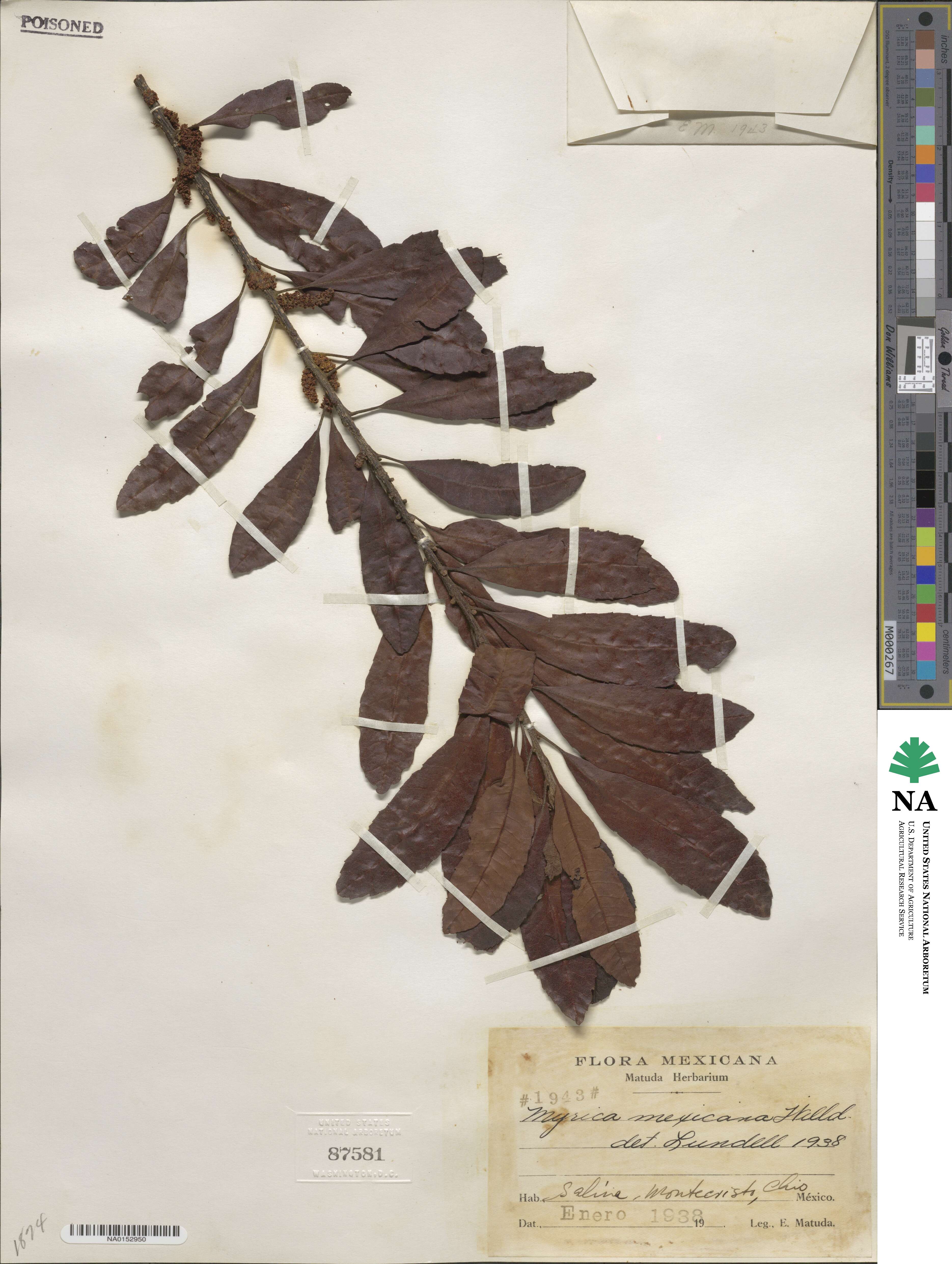 Morella cerifera image