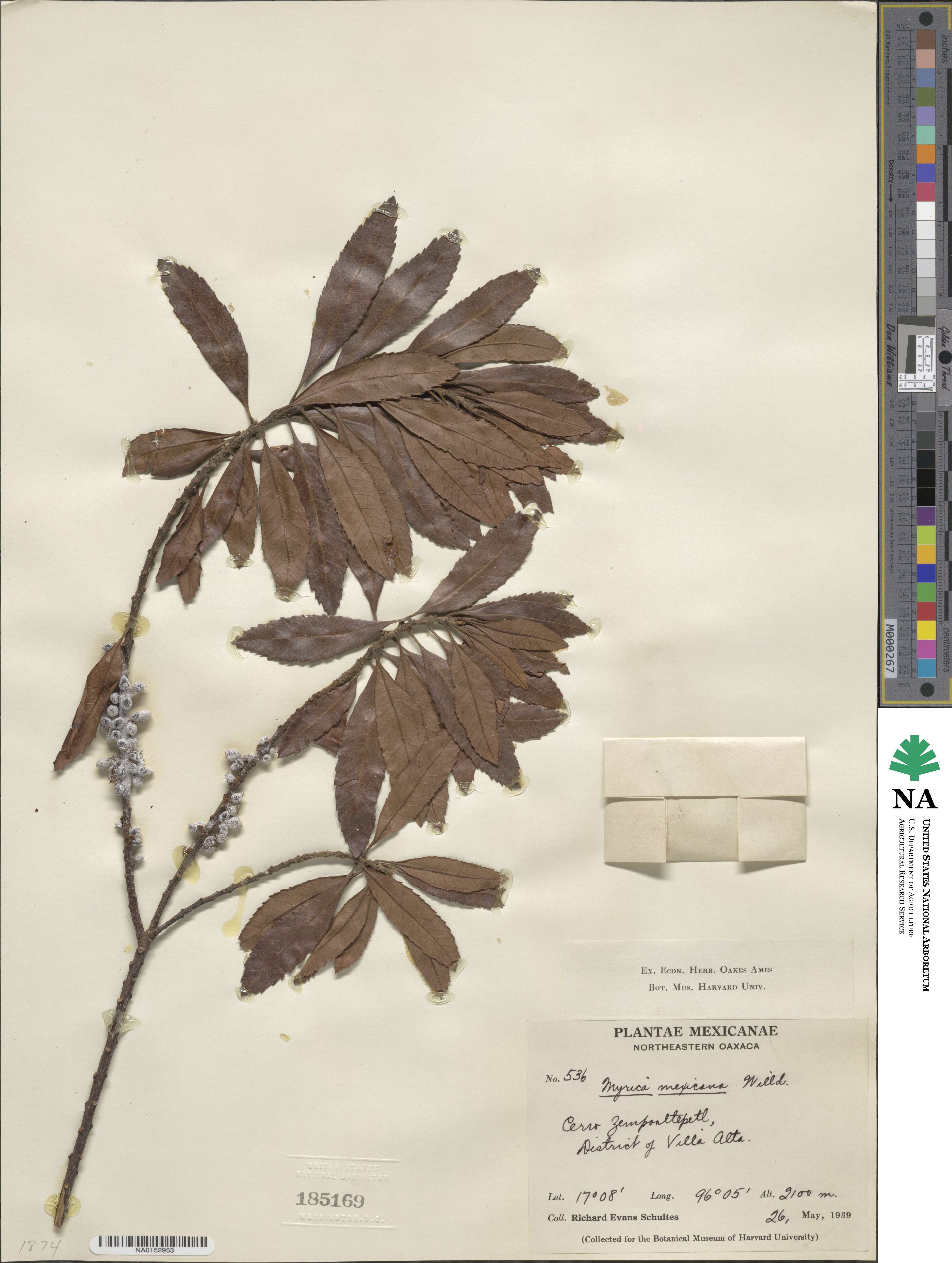 Morella cerifera image