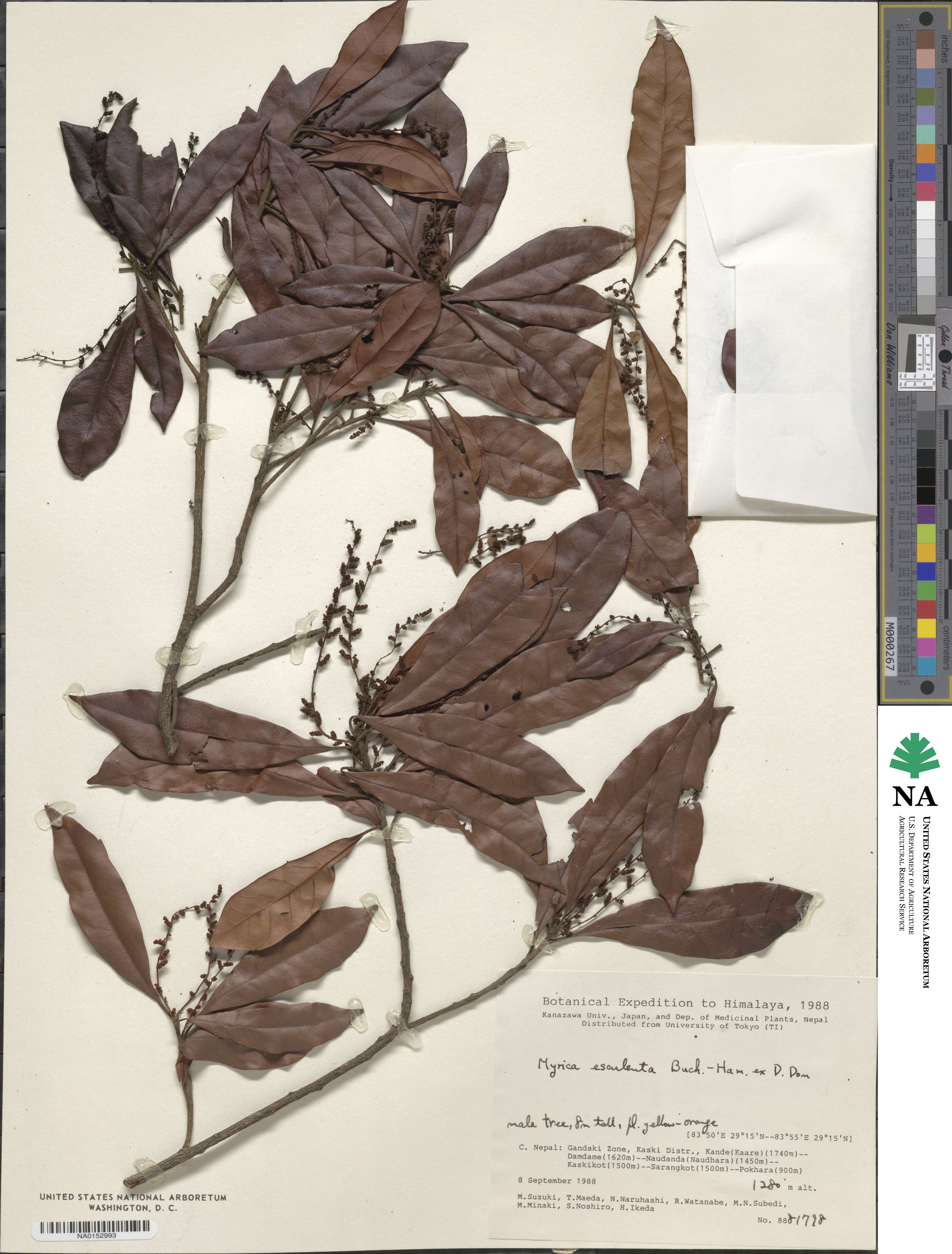 Morella esculenta image