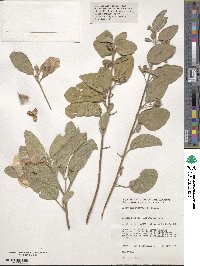 Cienfuegosia australis image