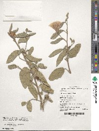 Cienfuegosia australis image