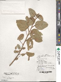 Cienfuegosia australis image