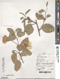 Cienfuegosia australis image