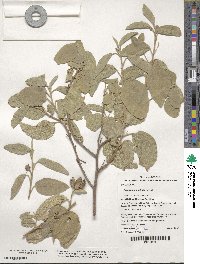 Cienfuegosia australis image