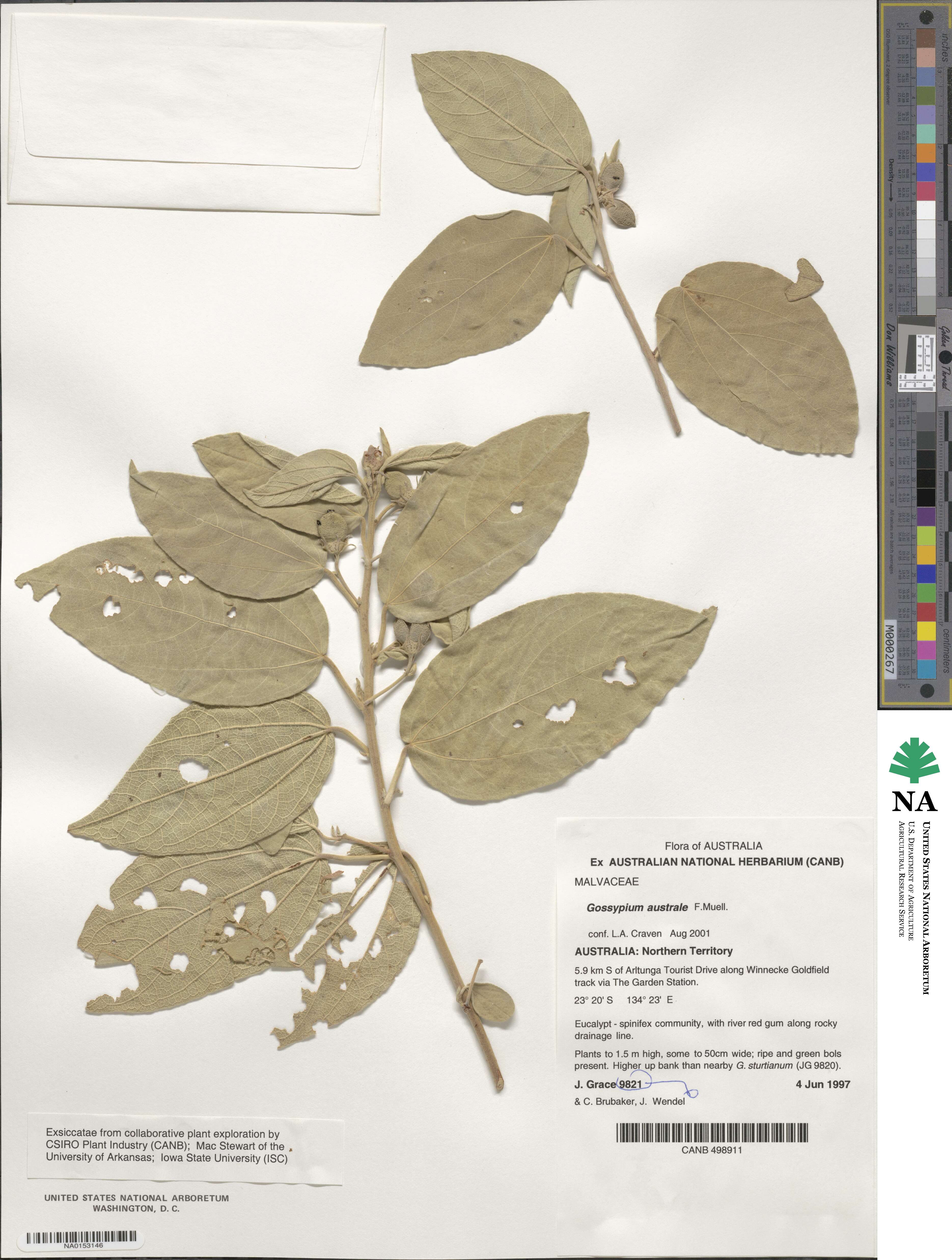 Cienfuegosia australis image