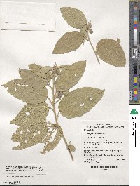 Cienfuegosia australis image