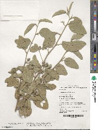 Cienfuegosia australis image