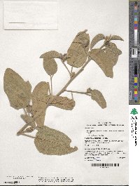 Cienfuegosia australis image