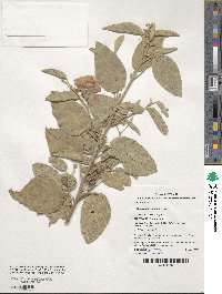 Cienfuegosia australis image