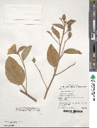 Cienfuegosia australis image