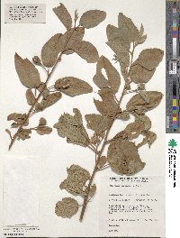 Cienfuegosia australis image