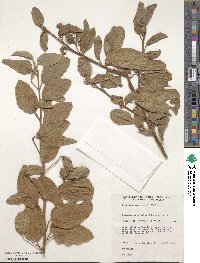 Cienfuegosia australis image