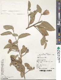 Cienfuegosia australis image