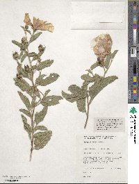 Gossypium bickii image