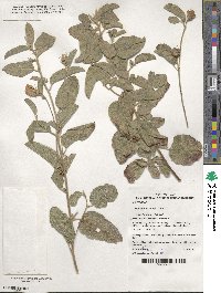 Gossypium bickii image