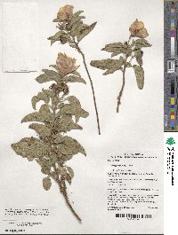 Gossypium bickii image