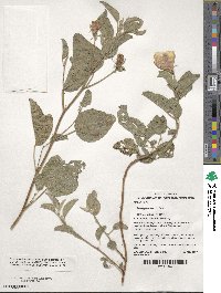 Gossypium bickii image