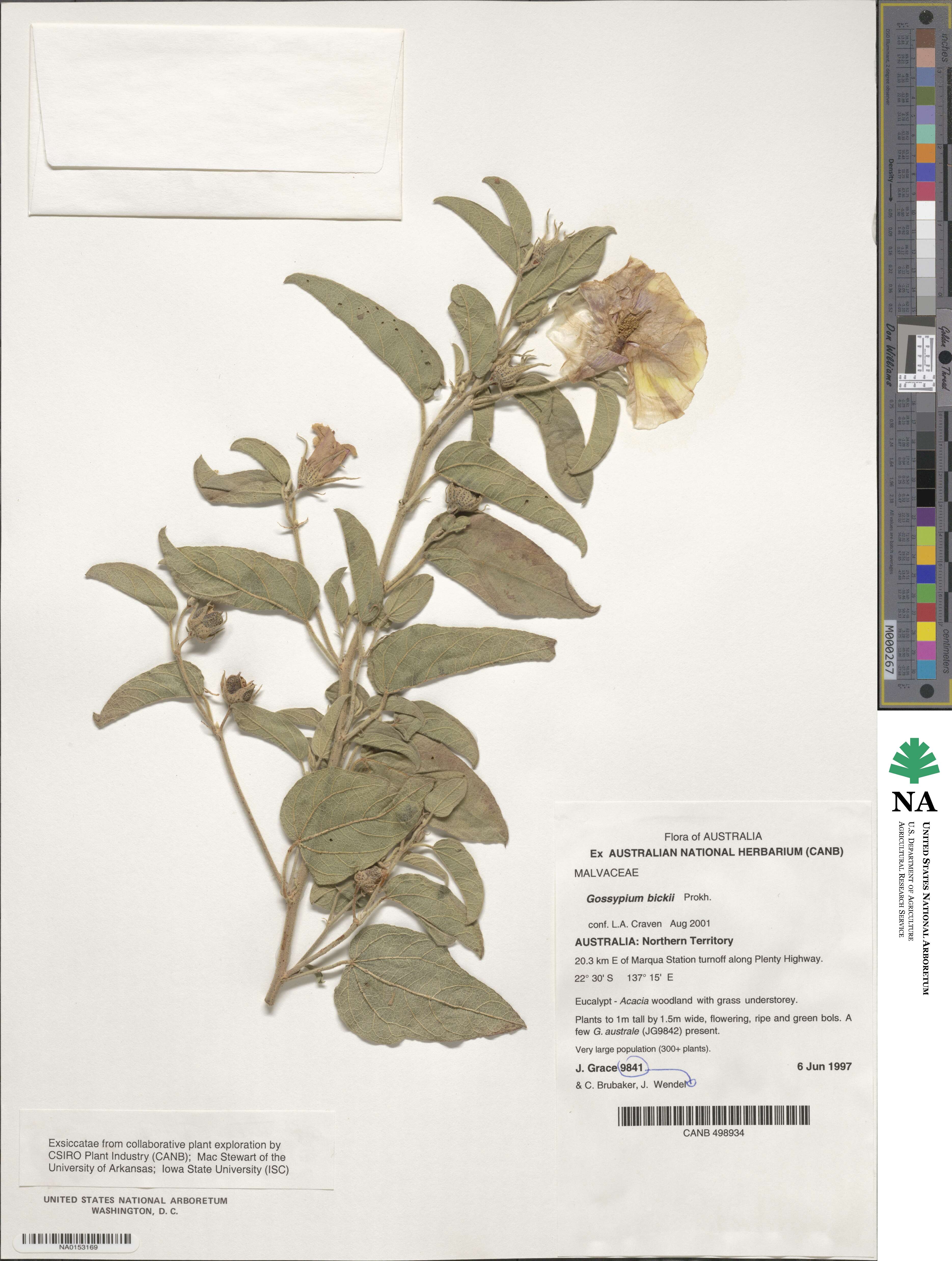 Gossypium bickii image