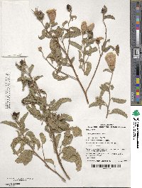 Gossypium bickii image