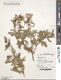 Gossypium bickii image