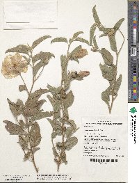 Gossypium bickii image