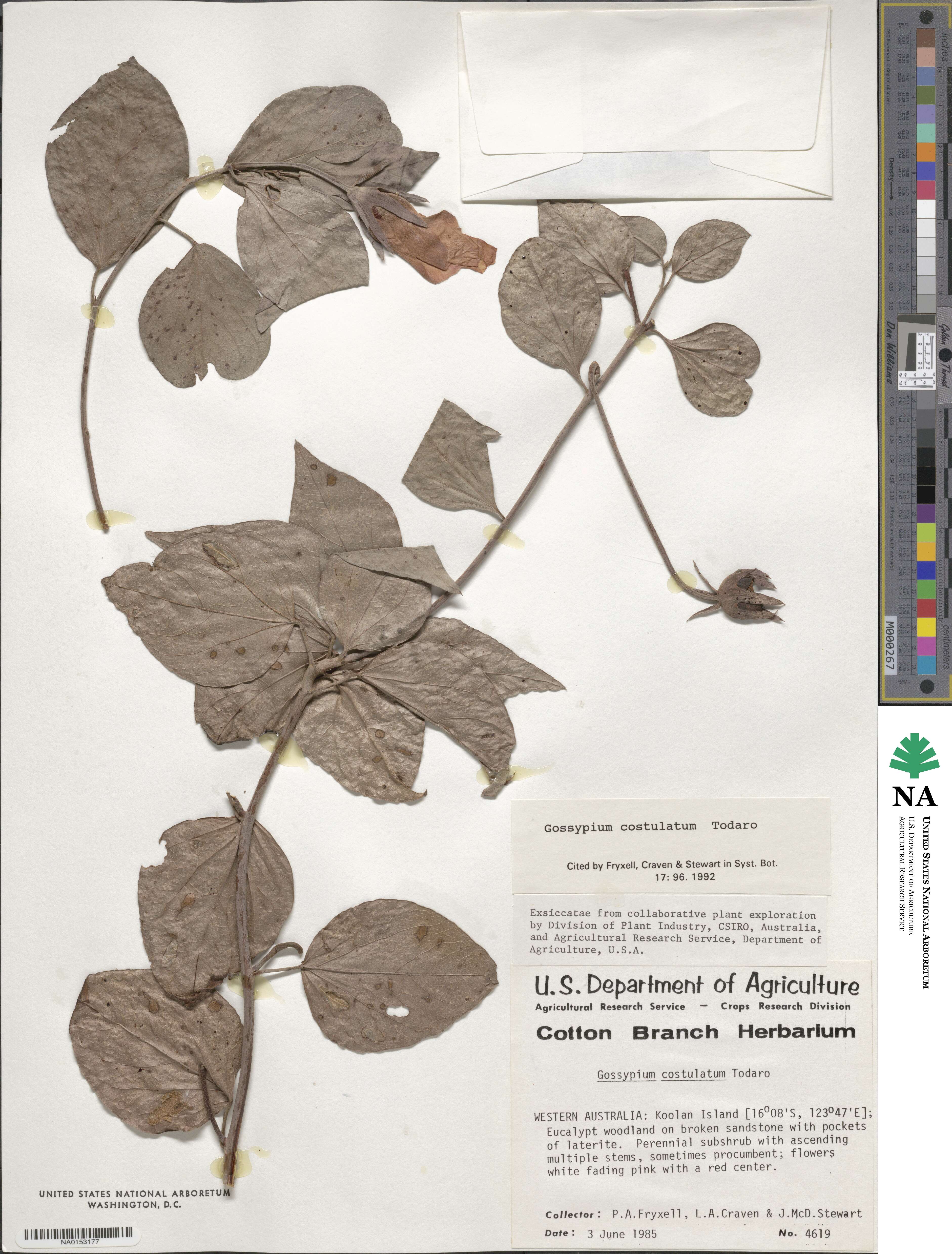Gossypium costulatum image