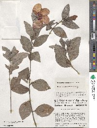 Gossypium cunninghamii image