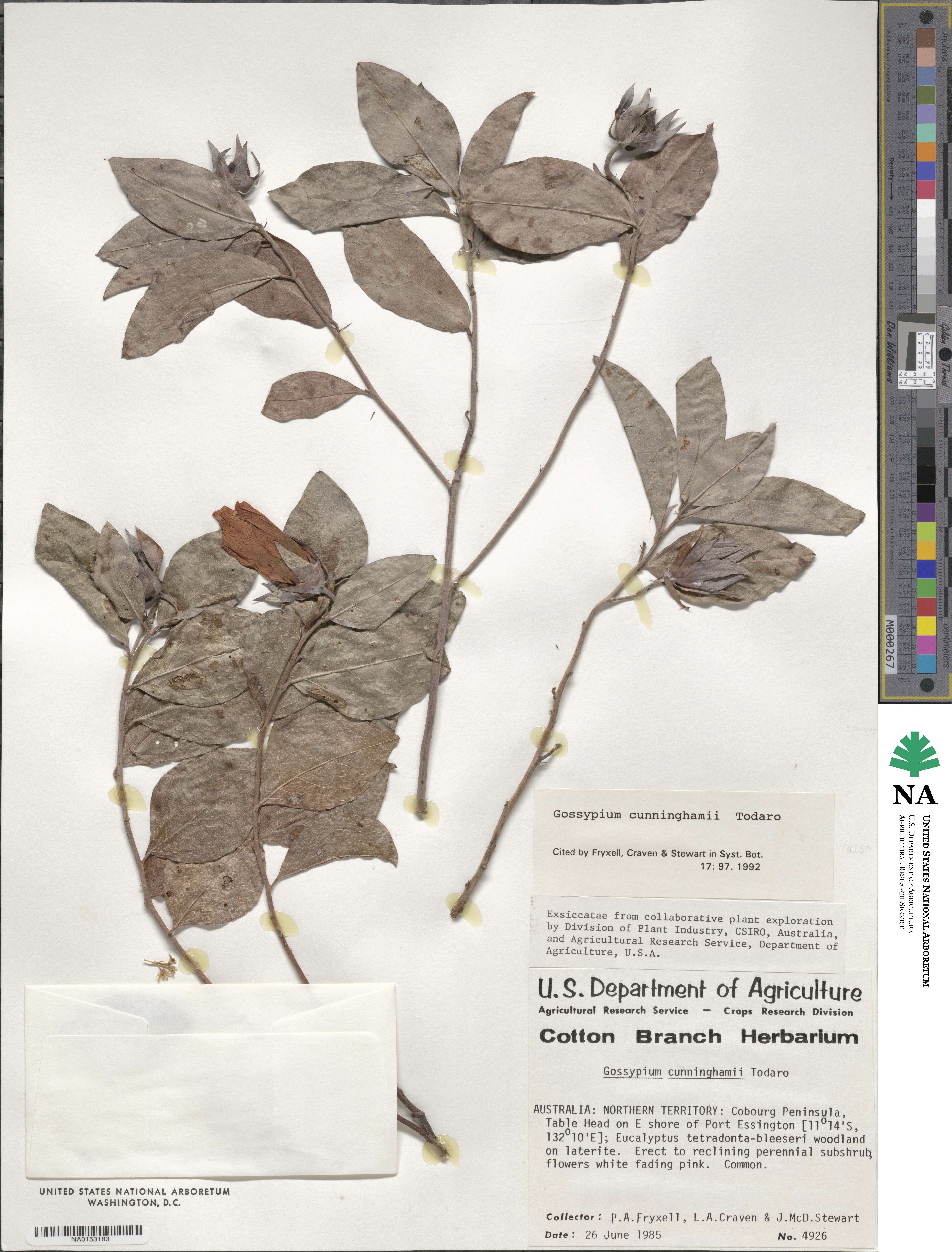 Gossypium cunninghamii image
