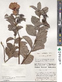 Gossypium cunninghamii image