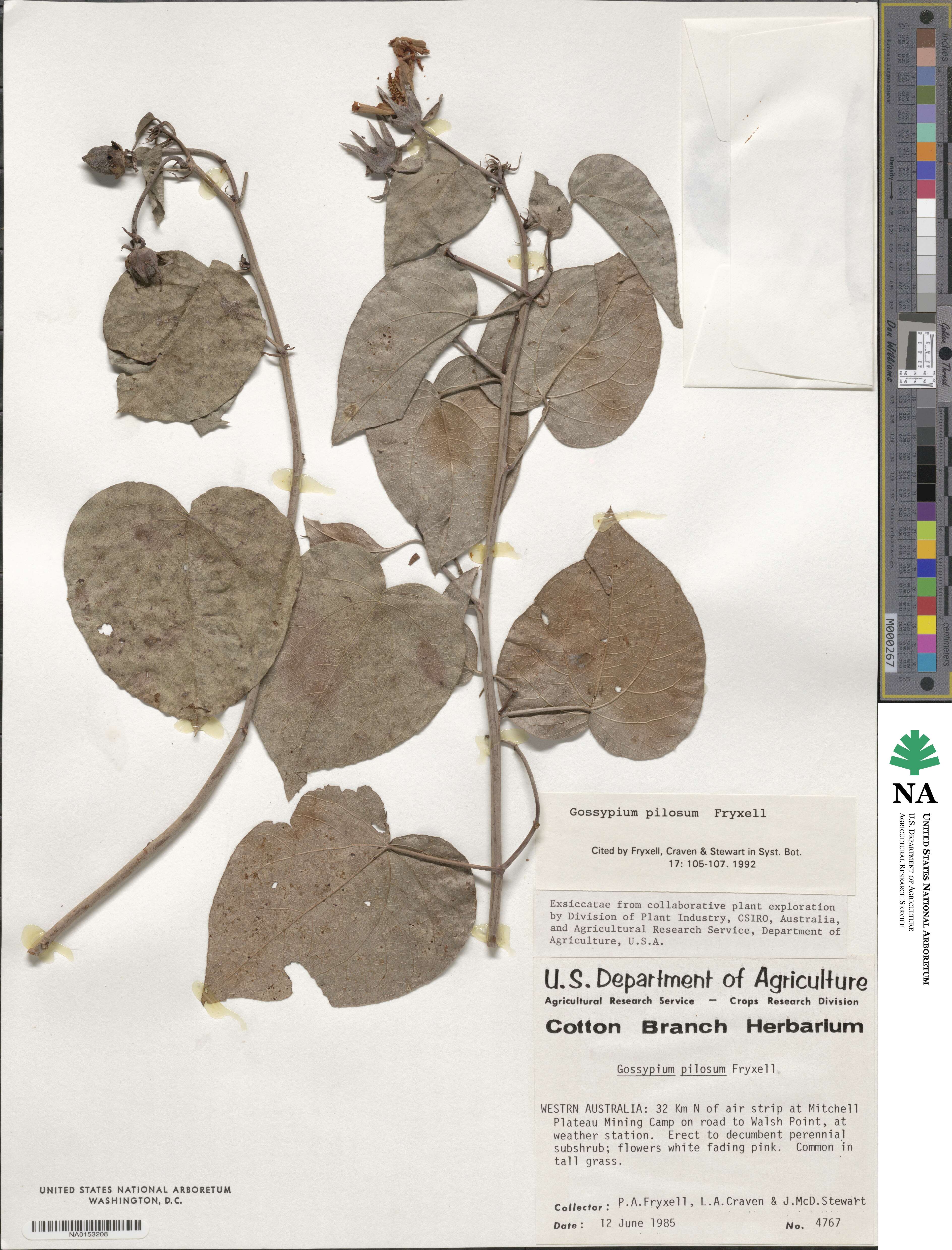 Gossypium pilosum image