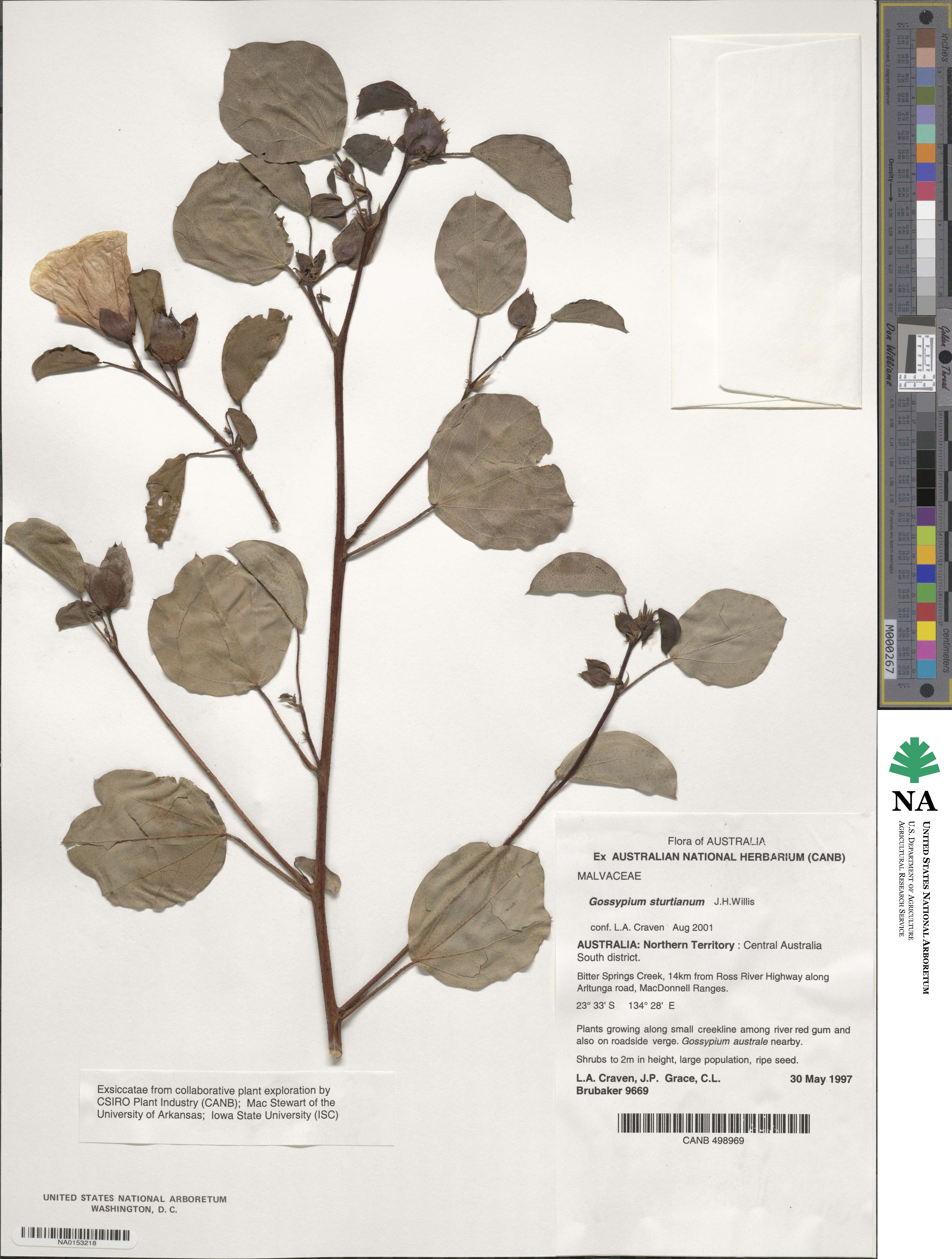 Gossypium sturtianum image