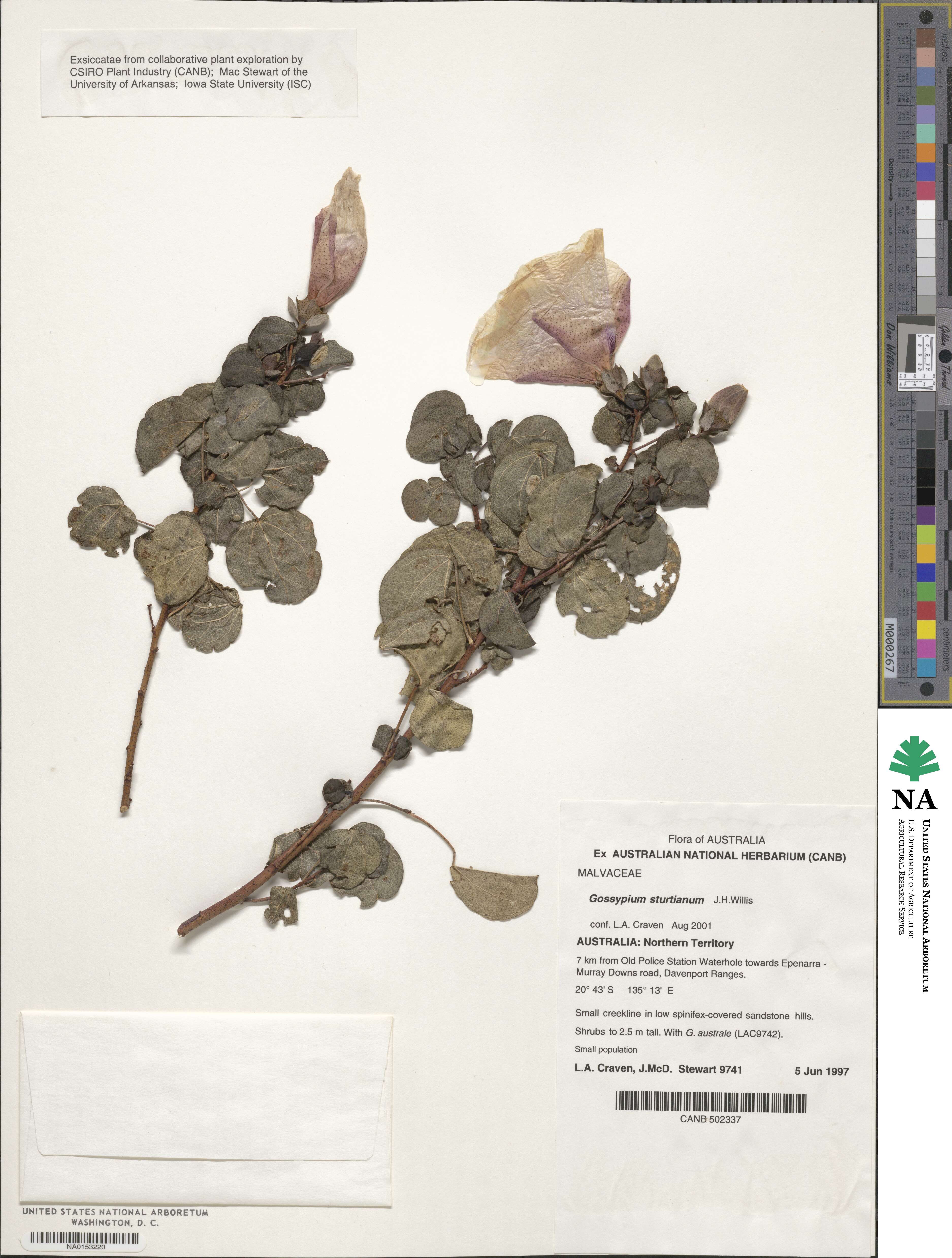 Gossypium sturtianum image