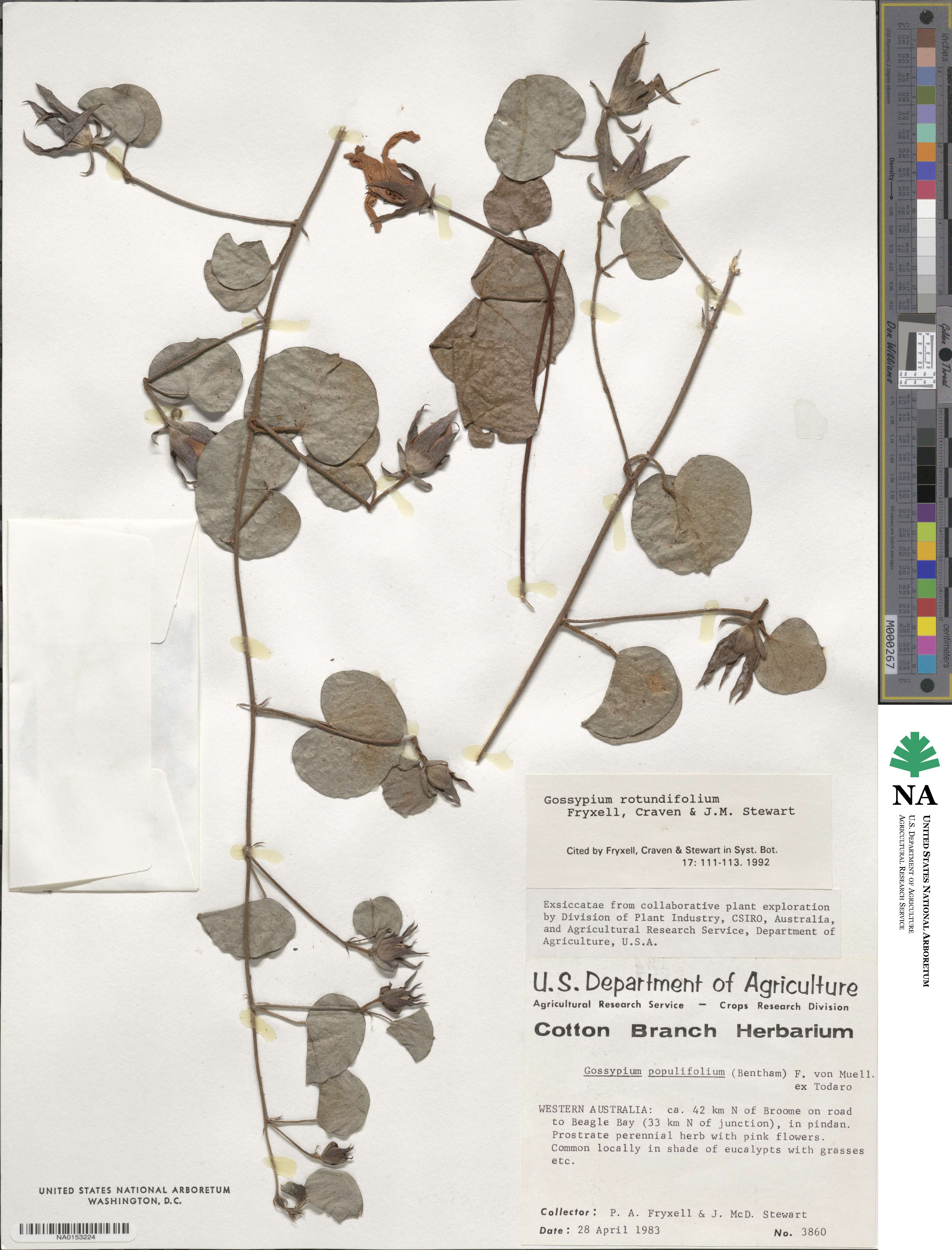 Gossypium rotundifolium image
