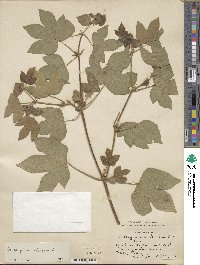 Gossypium arboreum image