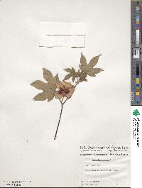 Gossypium arboreum image
