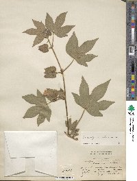 Gossypium arboreum image