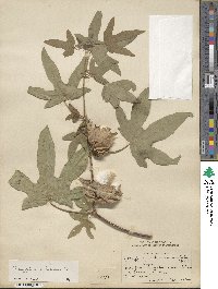 Gossypium arboreum image