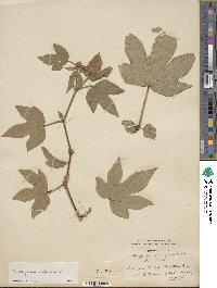 Gossypium arboreum image