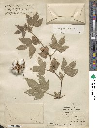 Gossypium arboreum image