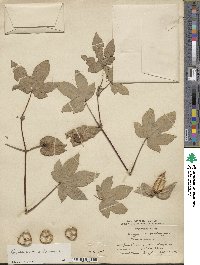 Gossypium arboreum image