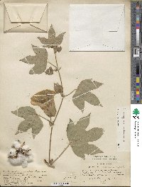 Gossypium arboreum image