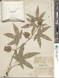 Gossypium arboreum image