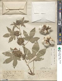 Gossypium arboreum image