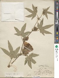 Gossypium arboreum image