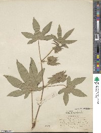 Gossypium arboreum image
