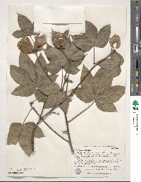 Gossypium arboreum image